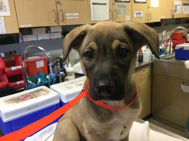 Shelter Stray Male Dog last seen Near BLOCK ELIOTTA DR RIVERSIDE CA 92501, 6851 Van Buren Boulevard, Jurupa Valley, CA 92509, USA