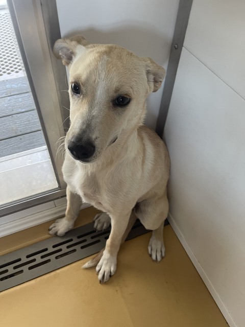 Shelter Stray Male Dog last seen Near BLOCK S K ST, 333 Chandler Pl, San Bernardino, CA 92408, USA