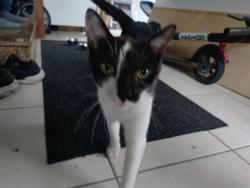 Shelter Stray Female Cat last seen Near BLOCK SKYLARK LN, COCONUT CREEK FL 33073, 2400 SW 42nd St, Fort Lauderdale, FL 33312, USA