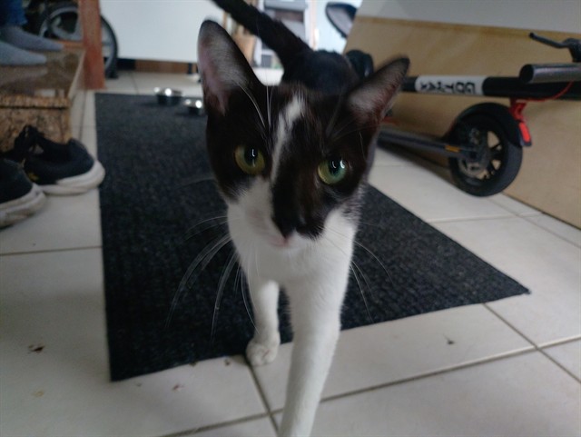 Shelter Stray Female Cat last seen Near BLOCK SKYLARK LN, COCONUT CREEK FL 33073, 2400 SW 42nd St, Fort Lauderdale, FL 33312, USA