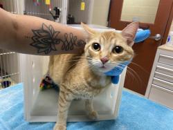 Shelter Stray Female Cat last seen Near BLOCK N 10TH ST, 3839 W Burnham St, West Milwaukee, WI 53215, USA