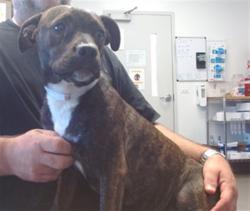 Shelter Stray Female Dog last seen HARRIS RANCH / INTERSTATE 5 / FRESNO COUNTY, 1419 Bryant St, San Francisco, CA 94103, USA