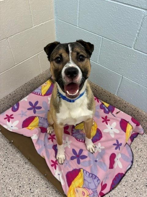 Shelter Stray Male Dog last seen Near BLOCK E 60TH PL, 12155 Park Blvd, Brighton, CO 80601, USA