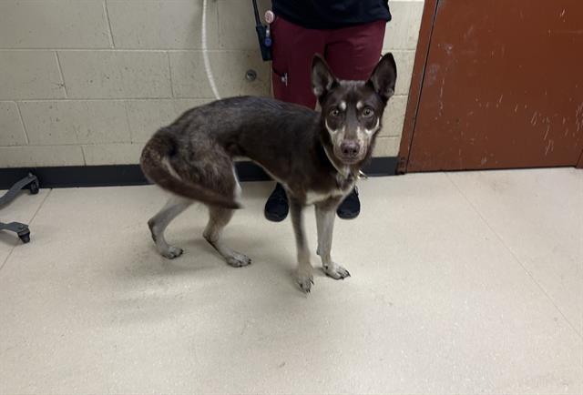 Shelter Stray Male Dog last seen 35TH/MT.VERNON, 3839 W Burnham St, West Milwaukee, WI 53215, USA