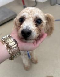 Shelter Stray Male Dog last seen BURLINGTON AC, 221 Stone Quarry Rd, Burlington, NC 27217, USA