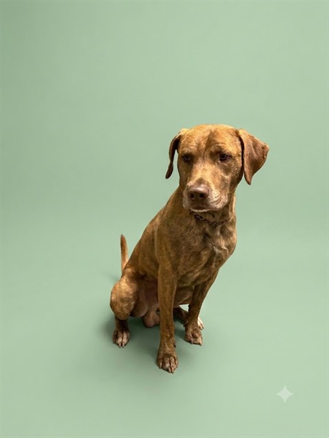 Shelter Stray Male Dog last seen COMMONWEALTH AVE, 2020 Forest St, Jacksonville, FL 32204, USA