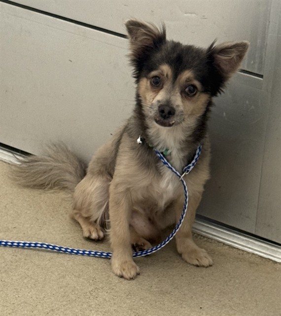 Shelter Stray Male Dog last seen BURLINGTON AC, 221 Stone Quarry Rd, Burlington, NC 27217, USA