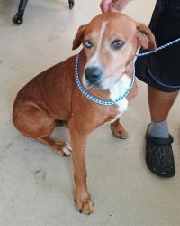 Shelter Stray Male Dog last seen BURLINGTON AC, 221 Stone Quarry Rd, Burlington, NC 27217, USA