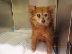 Shelter Stray Female Dog last seen N 91ST AVE/W THOMAS RD, 5501 E Van Buren St, Phoenix, AZ 85008, USA