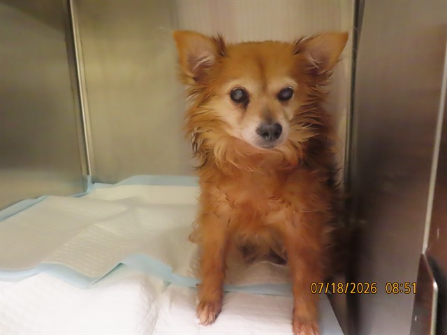Shelter Stray Female Dog last seen N 91ST AVE/W THOMAS RD, 5501 E Van Buren St, Phoenix, AZ 85008, USA