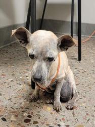 Shelter Stray Female Dog last seen 32ND ST AND HOLLY ST, 5501 E Van Buren St, Phoenix, AZ 85008, USA