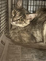 Shelter Stray Female Cat last seen , 14409 Vanowen St, Van Nuys, CA 91405, USA