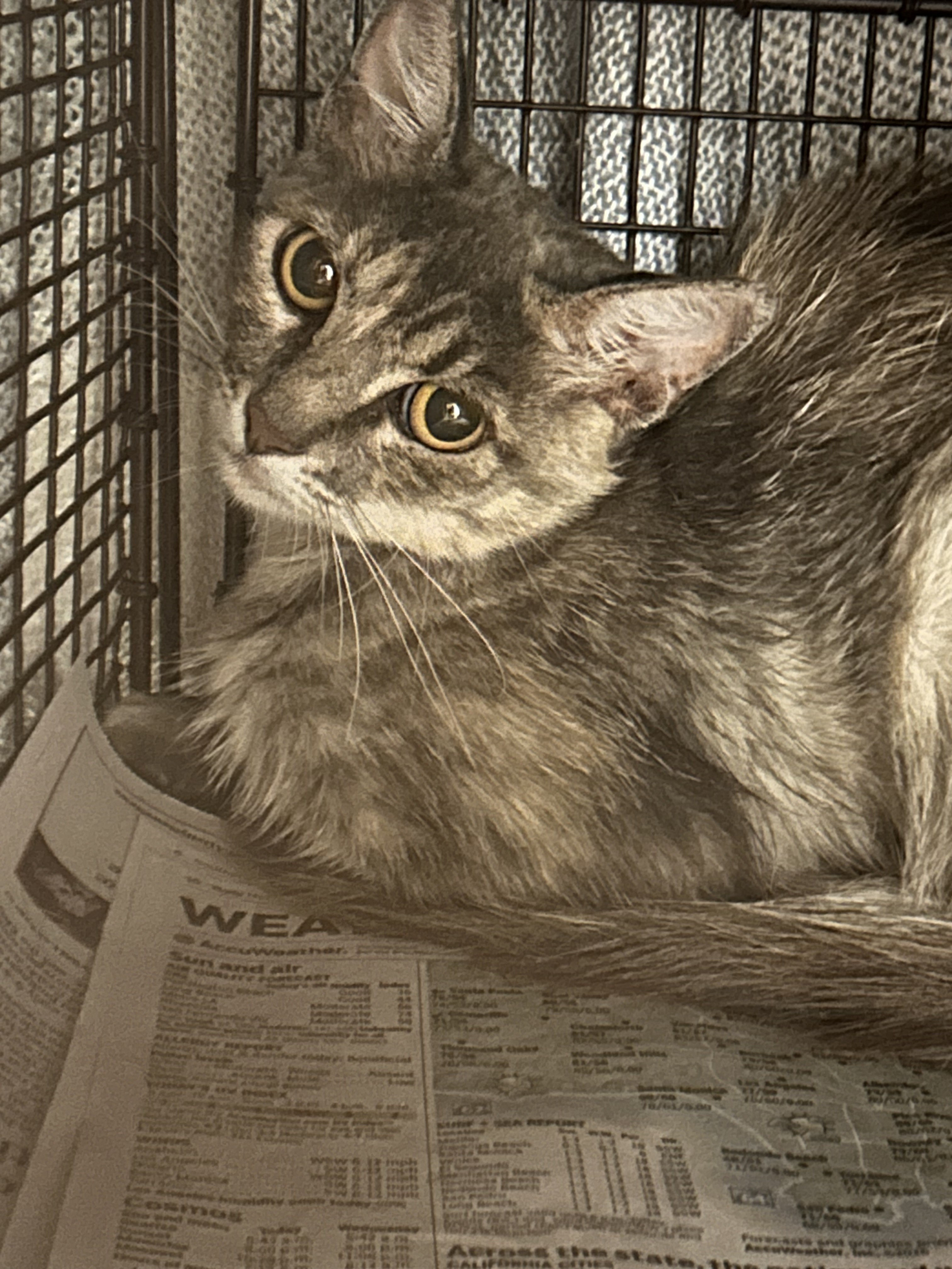 Shelter Stray Female Cat last seen , 14409 Vanowen St, Van Nuys, CA 91405, USA