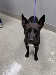 Shelter Stray Male Dog last seen , 655 N Mojave Rd, Las Vegas, NV 89101, USA