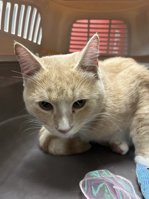 Shelter Stray Male Cat last seen Near BLOCK OF CLARICE AVE, 655 N Mojave Rd, Las Vegas, NV 89101, USA