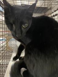 Shelter Stray Female Cat last seen , 14409 Vanowen St, Van Nuys, CA 91405, USA