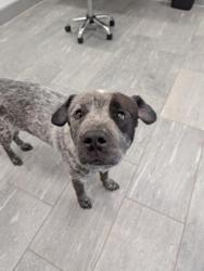 Shelter Stray Male Dog last seen FIRE CAMPUS BY PEORIA, 2080 S Quebec St, Denver, CO 80231, USA
