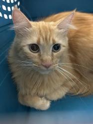 Shelter Stray Female Cat last seen CLAYTON ST & W LONE MOUNTAIN RD, 655 N Mojave Rd, Las Vegas, NV 89101, USA