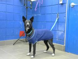 Shelter Stray Female Dog last seen ZIA & ALVARDO, 8920 Lomas Blvd NE, Albuquerque, NM 87112, USA
