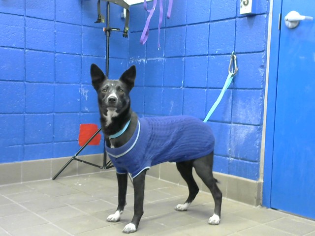 Shelter Stray Female Dog last seen ZIA & ALVARDO, 8920 Lomas Blvd NE, Albuquerque, NM 87112, USA