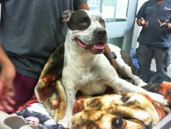 Shelter Stray Male Dog last seen EDITH & MONTANYO, 8920 Lomas Blvd NE, Albuquerque, NM 87112, USA
