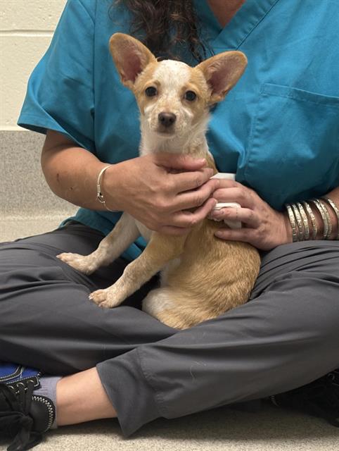 Shelter Stray Male Dog last seen OAK RIDGE & LUTHER, 11232 B Ave, Auburn, CA 95603, USA