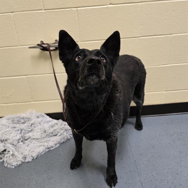 Shelter Stray Female Dog last seen Near BLOCK W BAYAUD AVE, DENVER CO 80223, 1241 W Bayaud Ave, Denver, CO 80223, USA