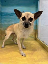 Shelter Stray Male Dog last seen , 29525 Agoura Rd, Agoura Hills, CA 91301, USA