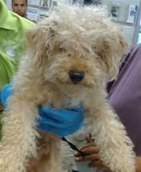 Shelter Stray Male Dog last seen SE 55TH AND SHIELDS, 2811 SE 29th St, Oklahoma City, OK 73129, USA