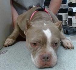 Shelter Stray Female Dog last seen , 2811 SE 29th St, Oklahoma City, OK 73129, USA