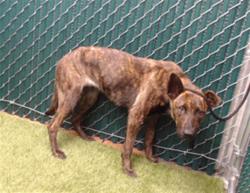 Shelter Stray Female Dog last seen , 11258 Garfield Ave, Downey, CA 90242, USA