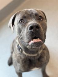 Shelter Stray Male Dog last seen Near, 2600 S Harding St, Indianapolis, IN 46221, USA