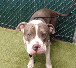 Shelter Stray Male Dog last seen , 11258 Garfield Ave, Downey, CA 90242, USA