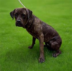 Shelter Stray Female Dog last seen , 38550 Sierra Hwy, Palmdale, CA 93550, USA