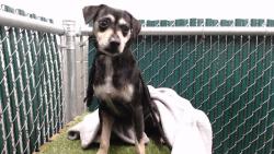 Shelter Stray Male Dog last seen , 11258 Garfield Ave, Downey, CA 90242, USA