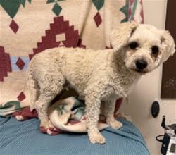 Shelter Stray Male Dog last seen , 38550 Sierra Hwy, Palmdale, CA 93550, USA