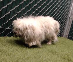 Shelter Stray Female Dog last seen , 11258 Garfield Ave, Downey, CA 90242, USA
