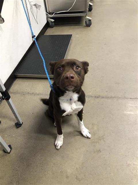 Shelter Stray Male Dog last seen Near BLOCK W SHAW AVE, FRESNO CA 93711 3203, 5277 E Airways Blvd, Fresno, CA 93727, USA