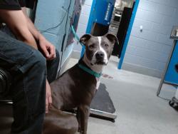 Shelter Stray Female Dog last seen Near BLOCK HERRERA NW, 11800 Sunset Gardens Rd SW, Albuquerque, NM 87121, USA
