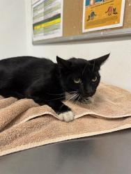 Shelter Stray Female Cat last seen , 600 Aviation Dr, Camarillo, CA 93010, USA