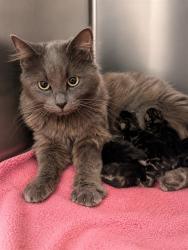 Shelter Stray Female Cat last seen Near BLOCK S PERRIS BLVD, PERRIS CA 92570, 581 S Grand Ave, San Jacinto, CA 92582, USA