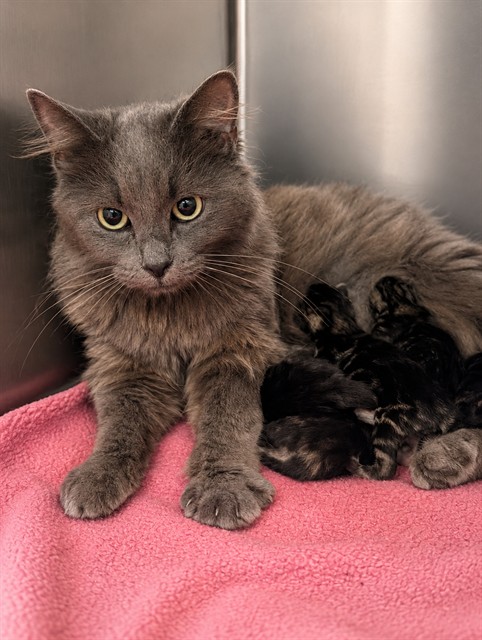 Shelter Stray Female Cat last seen Near BLOCK S PERRIS BLVD, PERRIS CA 92570, 581 S Grand Ave, San Jacinto, CA 92582, USA