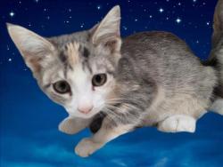 Shelter Stray Female Cat last seen , 3201 Lacy St, Los Angeles, CA 90031, USA