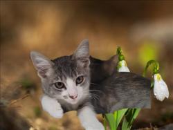 Shelter Stray Male Cat last seen , 3201 Lacy St, Los Angeles, CA 90031, USA