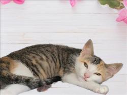 Shelter Stray Female Cat last seen , 3201 Lacy St, Los Angeles, CA 90031, USA