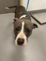Shelter Stray Female Dog last seen RED MOUNTAIN, HEMET CITY, 581 S Grand Ave, San Jacinto, CA 92582, USA