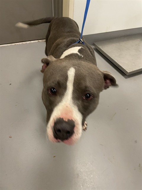 Shelter Stray Female Dog last seen RED MOUNTAIN, HEMET CITY, 581 S Grand Ave, San Jacinto, CA 92582, USA