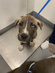 Shelter Stray Male Dog last seen RED MOUNTAIN, HEMET CITY, 581 S Grand Ave, San Jacinto, CA 92582, USA