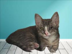 Shelter Stray Male Cat last seen , 3201 Lacy St, Los Angeles, CA 90031, USA