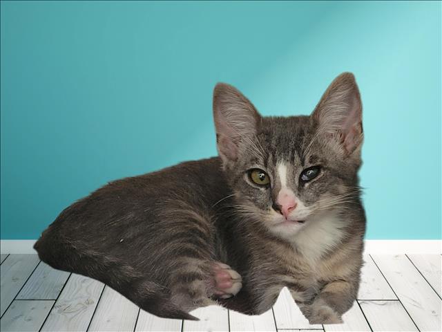 Shelter Stray Male Cat last seen , 3201 Lacy St, Los Angeles, CA 90031, USA